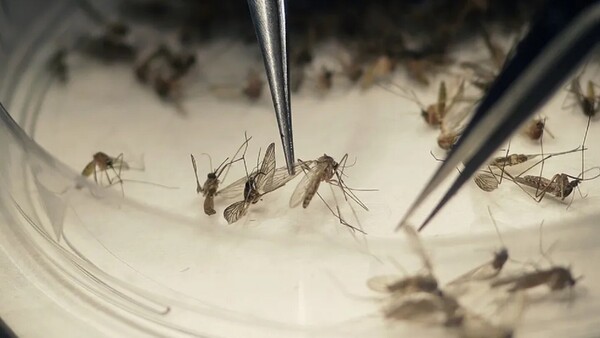 Argentina utiliza mosquitos macho estériles para controlar el dengue