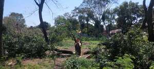 AUDIO: Vecinos del barrio San Vicente no descartan recurrir a instancias internacionales por el derribo de árboles - Ancho Perfil - ABC Color
