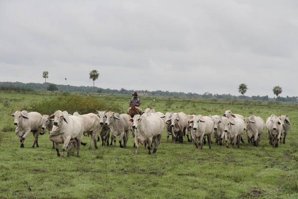Rabia bovina: la importancia de la prevención