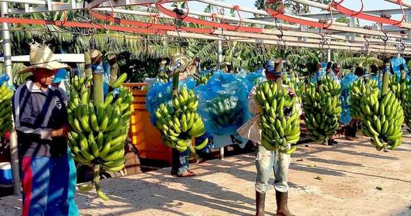 La Nación / Producción de banana crece en posicionamiento y productividad