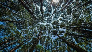 Más de un tercio de los árboles está en peligro de extinción en el mundo, advierten