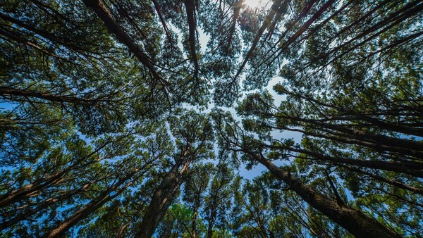 Más de un tercio de los árboles está en peligro de extinción en el mundo, advierten