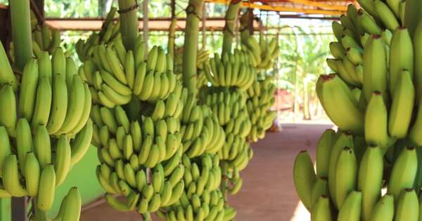 La Nación / Producción de banana nacional crece en posicionamiento y productividad