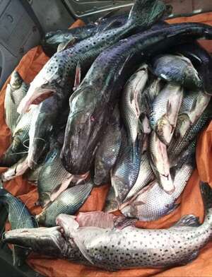 Dirigente del sector pesquero pide cuidado de la fauna íctica durante la veda de pesca 2024-2025 - Nacionales - ABC Color