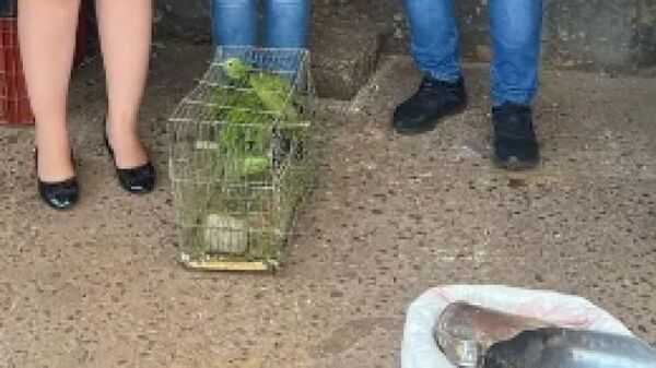 Rescate de Loros en el Mercado Municipal: Un Compromiso con la Conservación de la Fauna Silvestre