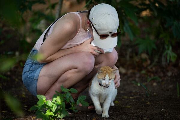 Cómo ayudar a gatos heridos y prevenir infecciones - Mascotas - ABC Color