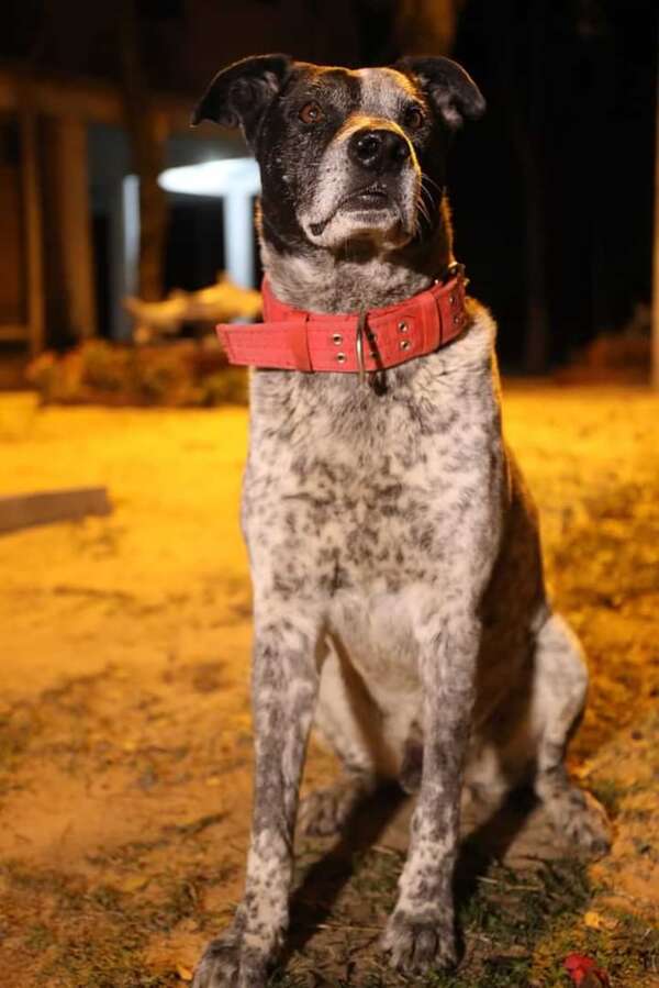 La fantástica historia de Chuco, el perro influencer: migración, rapto e inspiración artística - Mascotas - ABC Color