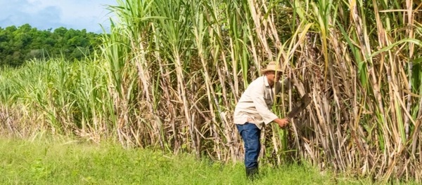 Ley de Producción y Venta de Etanol recibe críticas del sector productivo