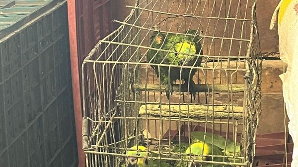 Video: Los animales exóticos que encontró la Fiscalía en el Mercado Municipal de Pedro Juan Caballero