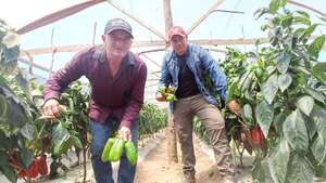 Productores buscan exportar locotes a la Argentina - Nacionales - ABC Color