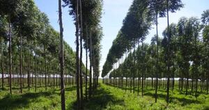 La Nación / Piden utilizar recursos naturales para convertir al país en potencia verde
