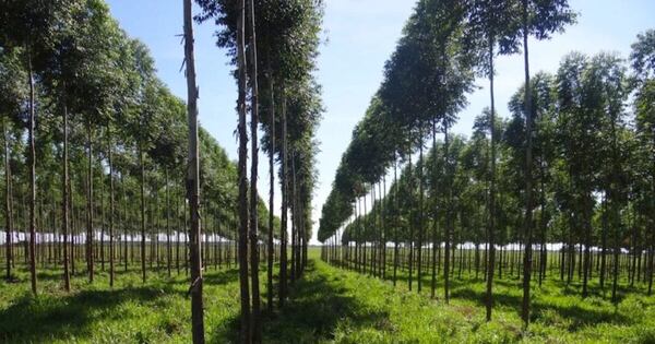 La Nación / Piden utilizar recursos naturales para convertir al país en potencia verde