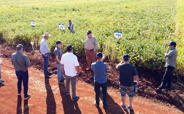 Genética de soja creada en Paraguay trasciende fronteras - Economía - ABC Color