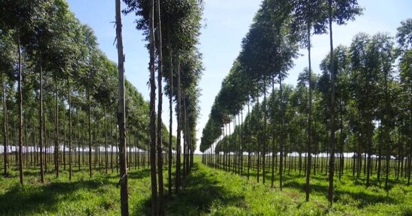 La Nación / Instan a aprovechar recursos naturales para convertir a Paraguay en una potencia verde