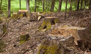 Una de cada tres especies de árboles, en peligro de extinción