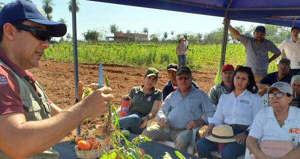 Día de campo sobre cultivo de tomate se desarrolló en Itá