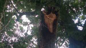 Motociclista quedó herida por la caída de una feroz rama de árbol
