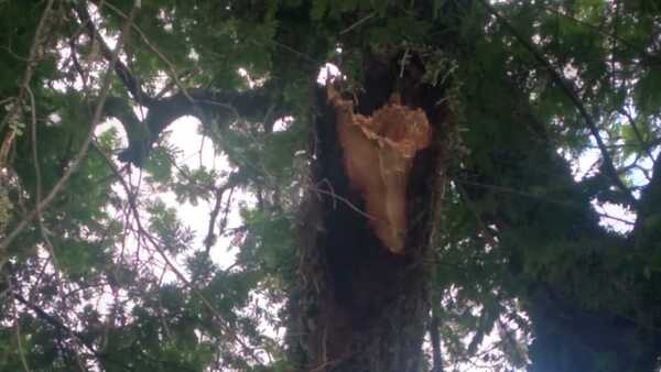 Motociclista quedó herida por la caída de una feroz rama de árbol