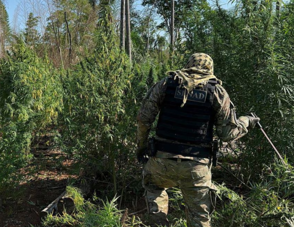 Desmantelan 36 toneladas de drogas en Amambay