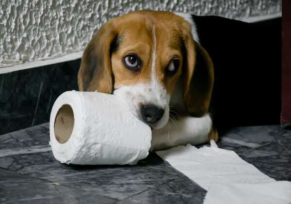 ¿Cuánto tiempo necesita jugar un beagle? - Mascotas - ABC Color