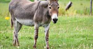 Diario HOY | Yo y mis compañeros: ¿el burro por delante? o ¿pase usted?