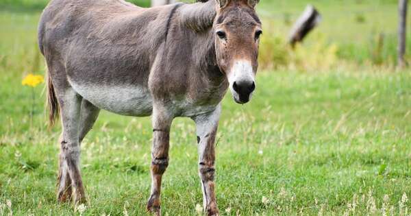 Diario HOY | Yo y mis compañeros: ¿el burro por delante? o ¿pase usted?