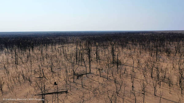 Multan a presuntos responsables de quema que desat贸 gigantesco incendio en Chaco paraguayo