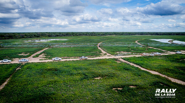 Difícilmente este año aumente superficie de agricultura en la Chaco