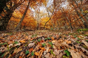 El bosque salido de un cuento de hadas a una hora de Madrid | Turismo | 5Días