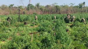 Senad destruye 12 hectáreas de marihuana en Pedro Juan Caballero
