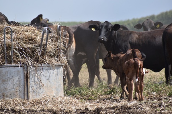 La sequía amenaza con reducir la producción de terneros en el norte del país entre un 15 y 20%