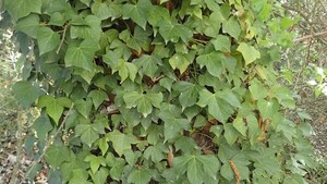 Consejos para mantenerlas saludables a las hiedras