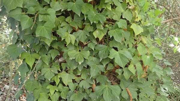 Consejos para mantenerlas saludables a las hiedras