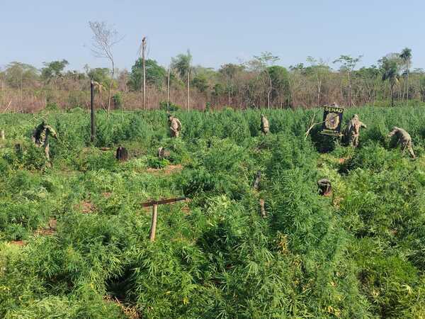 Senad destruye más de 56 toneladas de marihuana en dos operativos en San Pedro y Canindeyú - .::Agencia IP::.