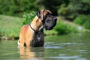 ¿Te encantaría tener un perro gigante? - Mascotas - ABC Color
