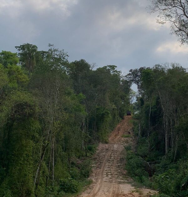 Cerca de G. 50.000 millones serán destinados a la preservación de bosques nativos en Paraguay - .::Agencia IP::.