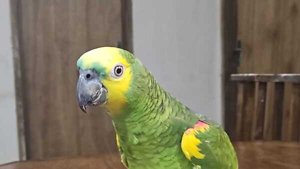 Buscan al loro que canta "Alabaré, alabaré" y reza el rosario