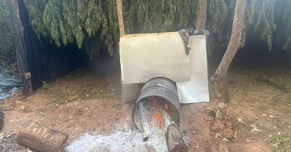La Nación / Desmantelan tres campamentos de cultivo de marihuana en San Pedro