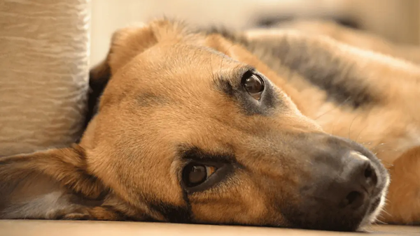 ¿Pombero le dejó karẽ a su perrito?