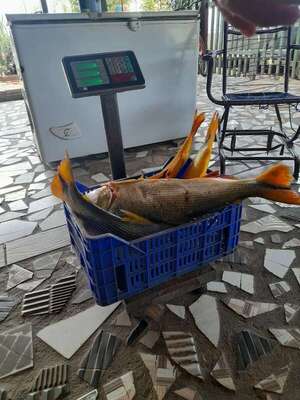 Veda de pesca: pescadores piden controles estrictos para combatir pesca furtiva en Ayolas - Nacionales - ABC Color