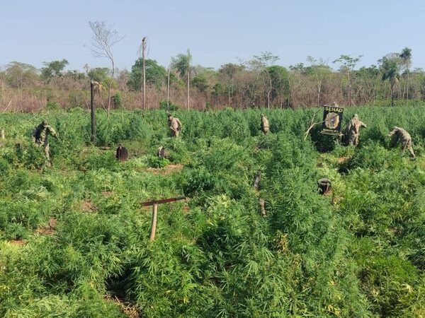 Destruyen 60 toneladas de marihuana en operativos en San Pedro y Canindeyú - El Trueno