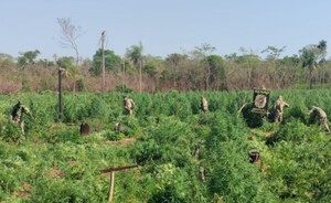 Senad destruye más de 56 toneladas de marihuana en dos operativos