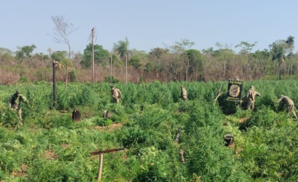Senad destruye más de 56 toneladas de marihuana en dos operativos