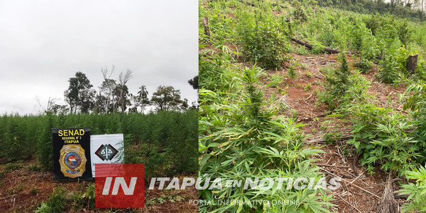 ERRADICARON 5 HECTÁREAS DE CULTIVO DE MARIHUANA EN ALTO VERÁ - Itapúa Noticias