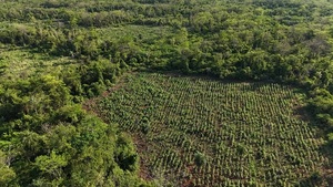 SENAD intensifica ataque a centros de producción de marihuana en San Pedro