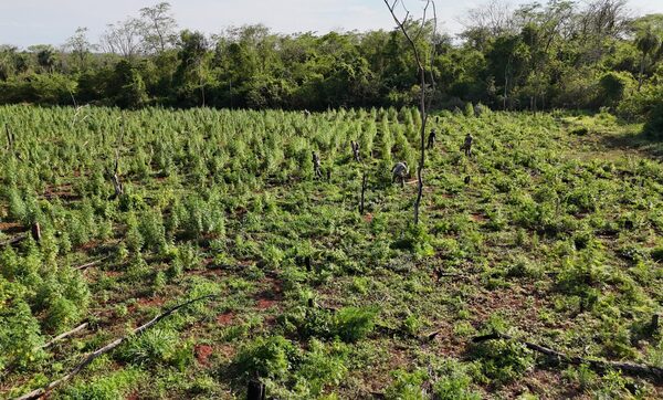 Eliminan 9 toneladas de marihuana durante ataque a centros de producción en San Pedro - .::Agencia IP::.