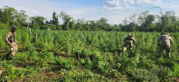 SENAD erradica 9 toneladas de marihuana en operativo en San Pedro