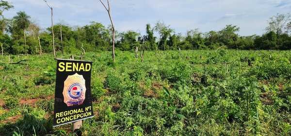 SENAD intensifica operativos contra la producción de marihuana en San Pedro