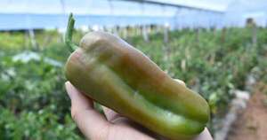 La Nación / Nueva exportación de frutihortícolas a la Argentina: envían 15.000 kilos de locote