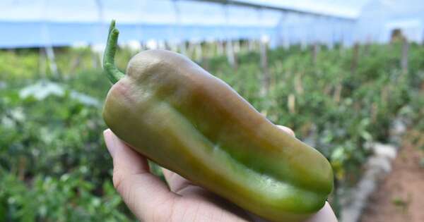La Nación / Nueva exportación de frutihortícolas a la Argentina: envían 15.000 kilos de locote